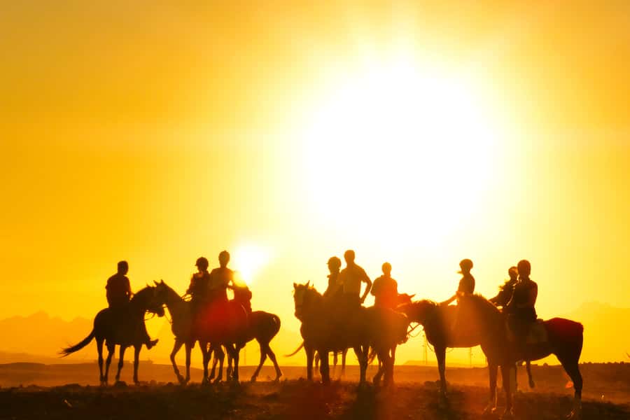 Hurghada: Sea & Desert Horse Tour, Stargazing, Dinner & Show - Horses, safety, and the level of care