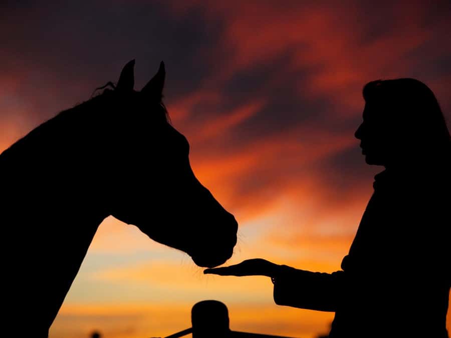 Hurghada: Sea & Desert Horse Tour, Stargazing, Dinner & Show - Two hours between sand and sea