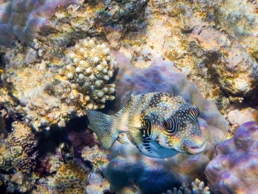 Hurghada: Snorkelling Trip by Speedboat with Hotel Pickup - Morning or sunset departure?