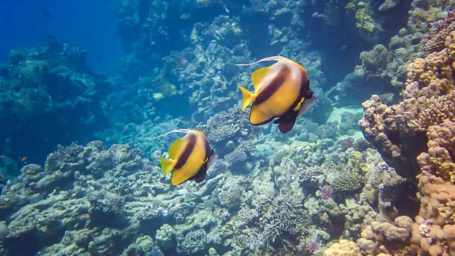 Hurghada: Snorkelling Trip by Speedboat with Hotel Pickup - A fast way to reach the Red Sea reefs