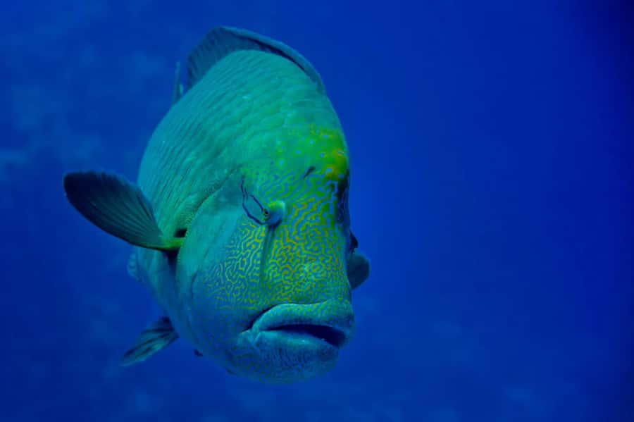 Hurghada: Snorkelling Trip by Speedboat with Hotel Pickup - Dolphins, flying fish, and the wildlife question