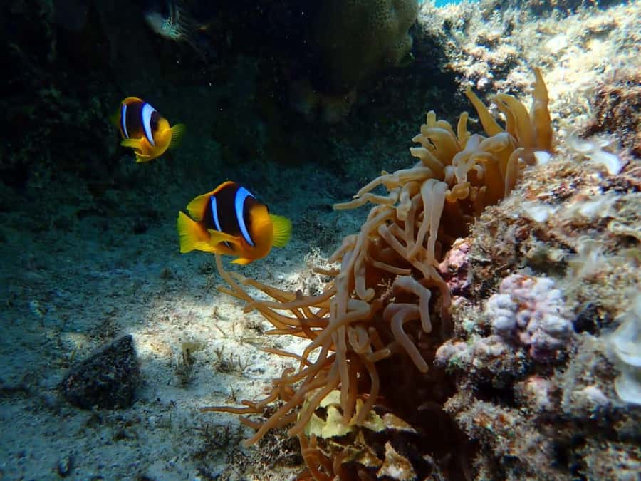 Hurghada: Snorkelling Trip by Speedboat with Hotel Pickup - Food, drinks, and what to bring