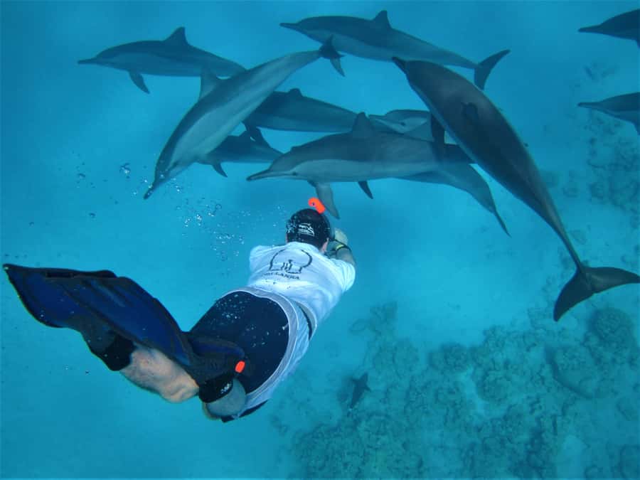Hurghada: Speedboat Dolphin Watching & Snorkeling with Lunch - Why the small speedboat changes the day