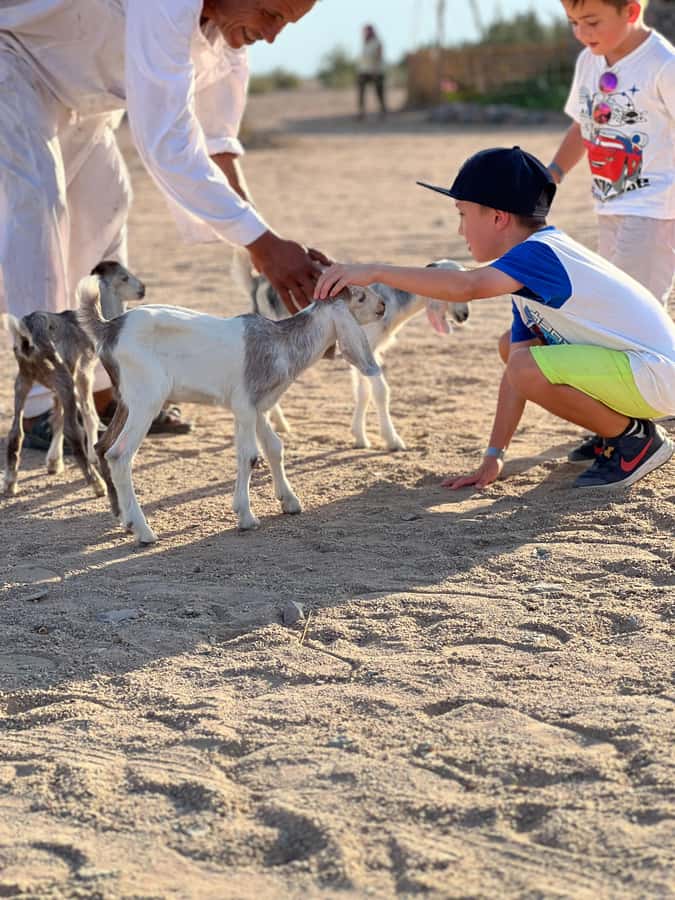 Hurghada: Sunset Camel Ride with Dinner - Bedouin-style dinner at the oasis
