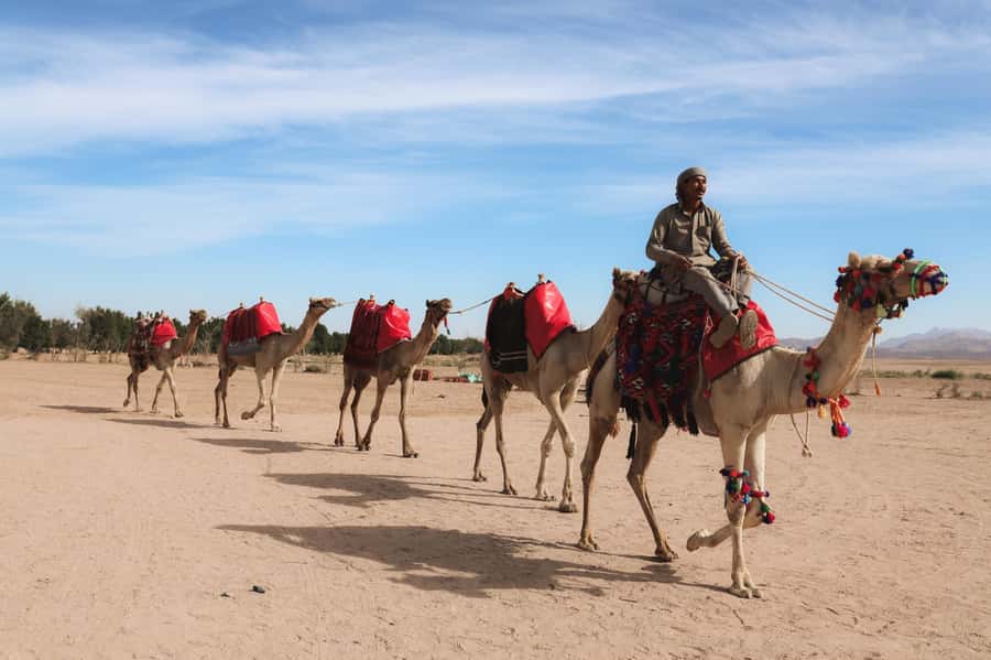 Hurghada: Sunset Camel Ride with Dinner - One hour on camelback at sunset
