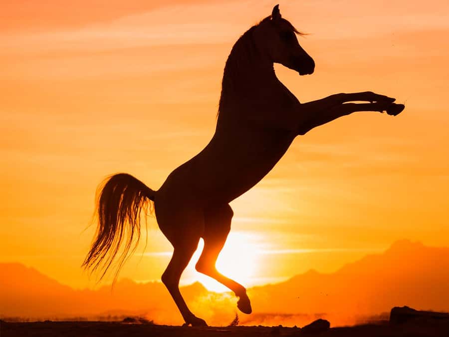 Hurghada: Sunset Sea, Desert Horse W Opt, Dinner, Stargazing - Riding from Hurghada’s desert to the Red Sea