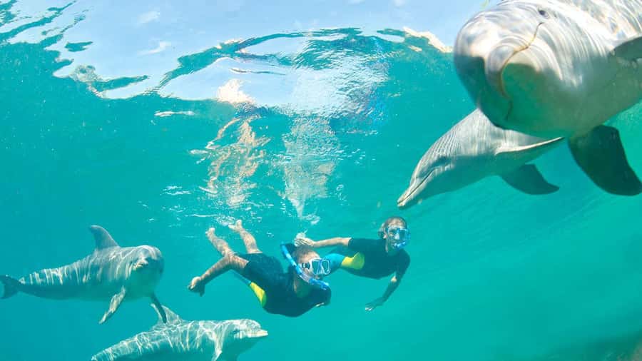 Île aux Bénitiers: Snorkeling w/Dolphins Boat Tour & Lunch - A 7-hour route from hotel door to island beach