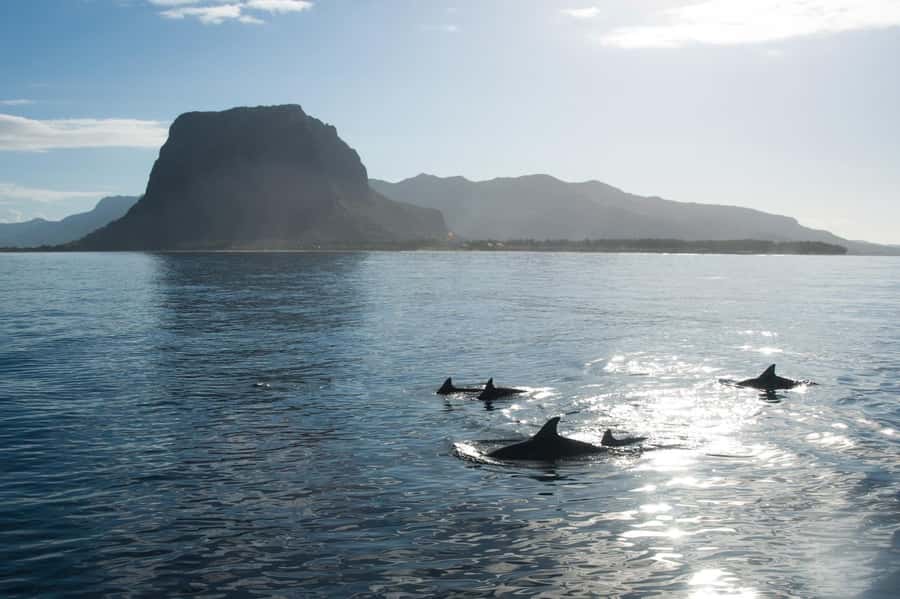 Île aux Bénitiers: Snorkeling w/Dolphins Boat Tour & Lunch - Lunch on Île aux Bénitiers