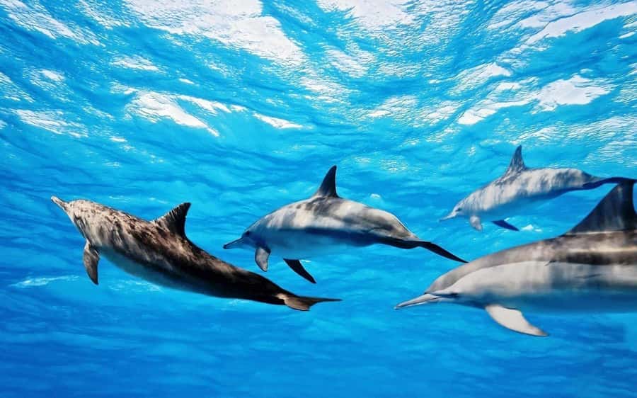 Île aux Bénitiers: Snorkeling w/Dolphins Boat Tour & Lunch - Crystal Rock with Le Morne in view