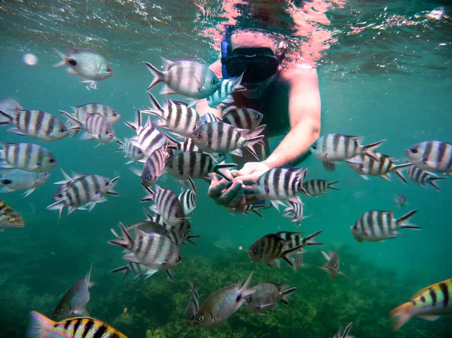 Ilot Gabriel: Catamaran Cruise & BBQ Lunch - A full day from Grand Baie to Ilot Gabriel