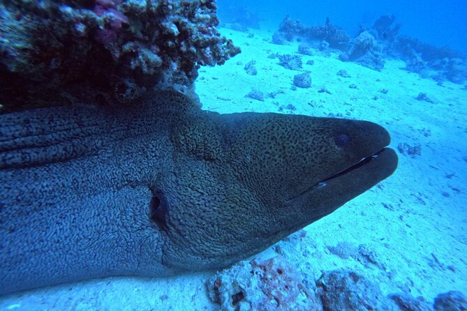 Intro Diving Beginner and Discover Red Sea Underwater - Returning to shore after a full boat day