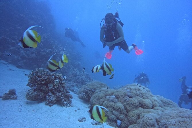 Intro Diving Beginner and Discover Red Sea Underwater - From hotel pickup to the Hurghada marina