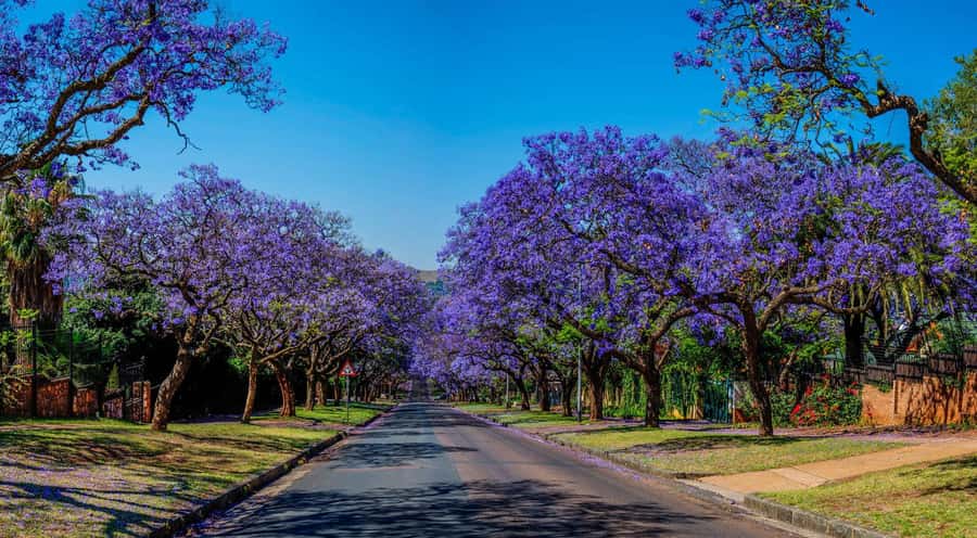 Johannesburg: Pretoria and Cullinan Diamond Mine Tour - Paul Kruger House and the Transvaal story