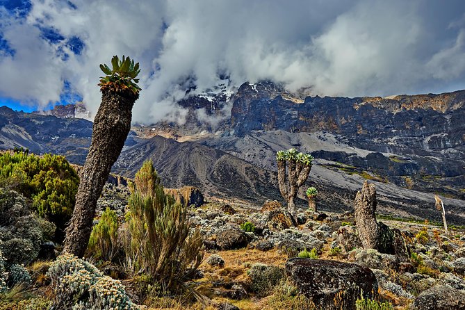 Kilimanjaro climb by Lemosho Route (7-day) - What the $3,476 price covers