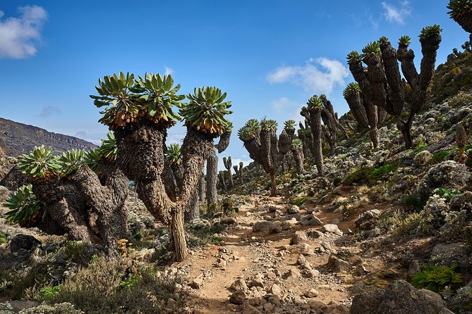 Kilimanjaro climb by Lemosho Route (7-day) - Day 5: Barranco Wall to Karanga