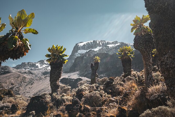 Kilimanjaro climb, Machame Route (7-day) - Arrival in Moshi and the Evening Briefing