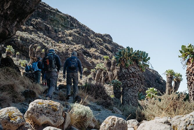 Kilimanjaro climb, Machame Route (7-day) - Day 2: Shira Camp and the First Acclimatization Hike