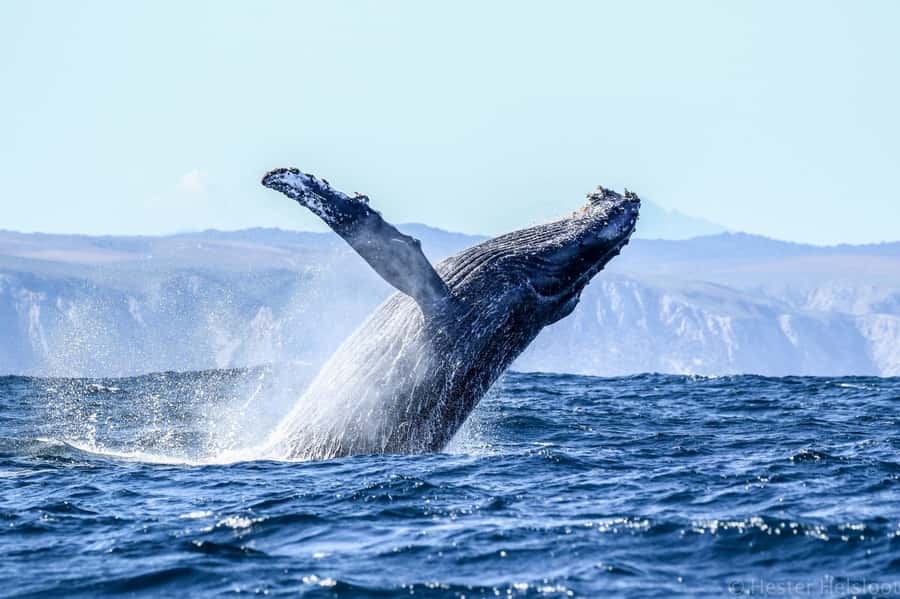 Knysna: Close Encounter Whale Watching Tour by Boat - Who should book this Knysna whale tour?