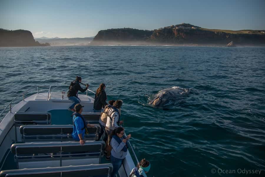 Knysna: Close Encounter Whale Watching Tour by Boat - From Thesen Harbour Town to the open sea