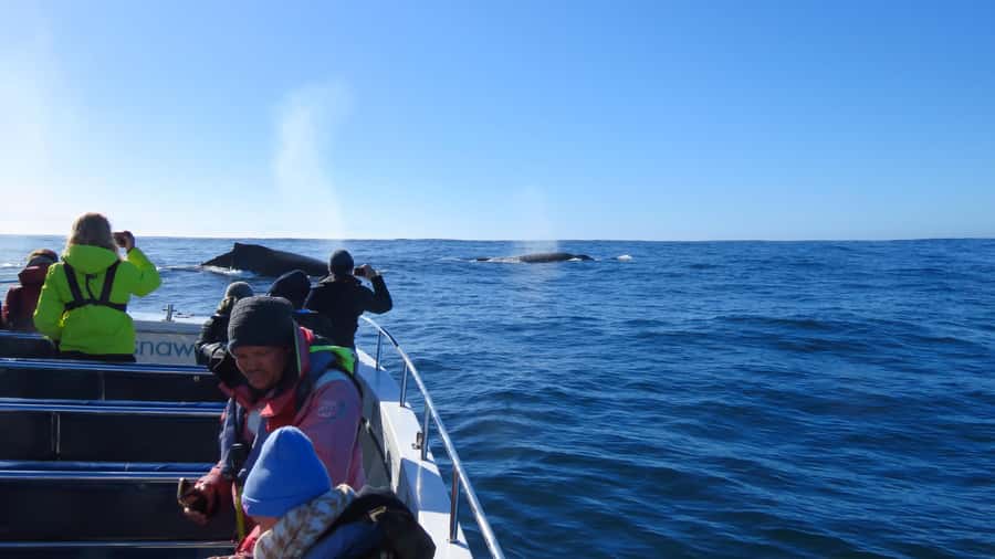 Knysna: Close Encounter Whale Watching Tour by Boat - Dolphins, seals, and the extra wildlife