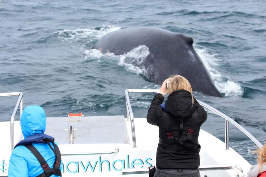 Knysna: Close Encounter Whale Watching Tour by Boat - What the boat ride feels like