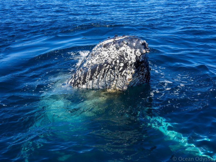 Knysna: Close Encounter Whale Watching Tour by Boat - Small capacity and a more personal outing