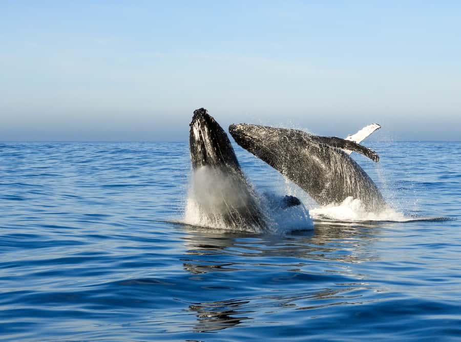 Knysna: Close Encounter Whale Watching Tour by Boat - Weather can change your plans