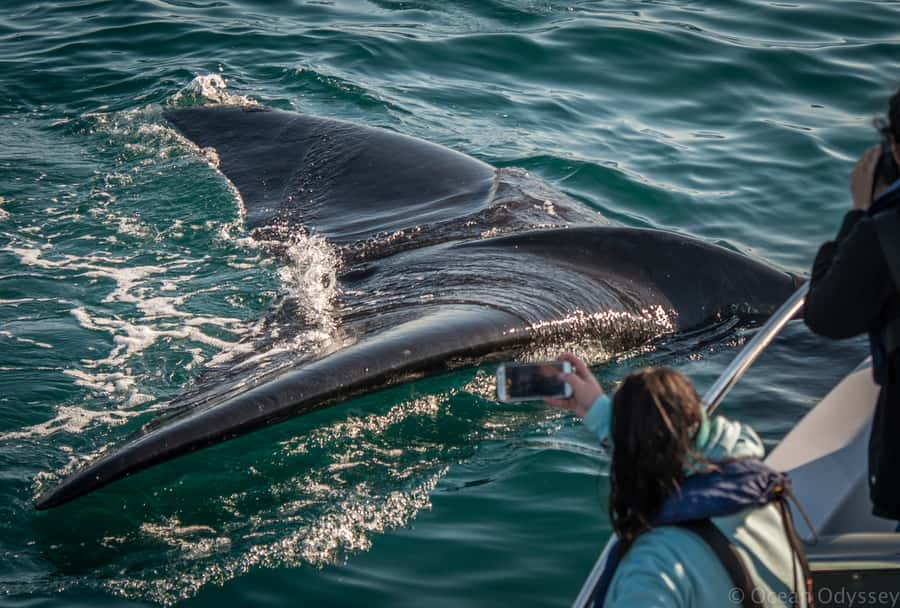 Knysna: Close Encounter Whale Watching Tour by Boat - Is $113 good value?