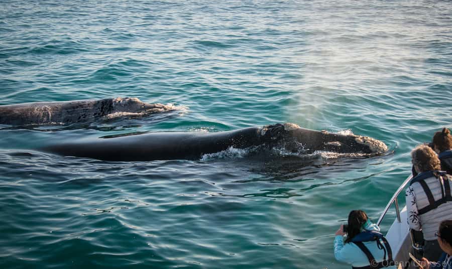 Knysna: Close Encounter Whale Watching Tour by Boat - Why the whale spotter matters