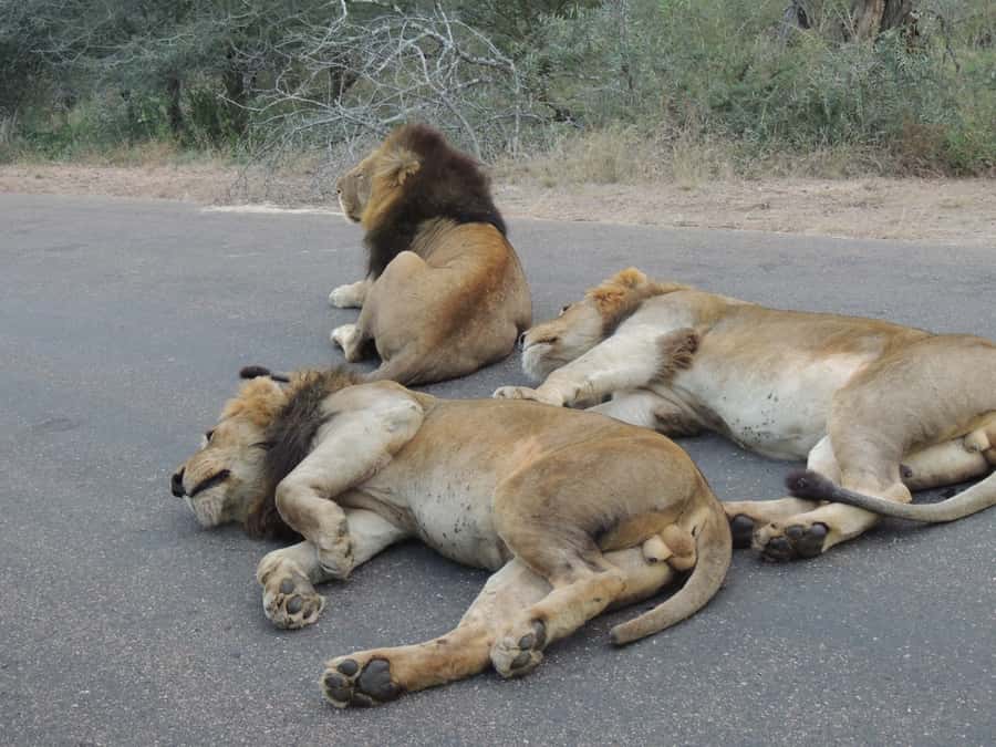 Kruger National Park: Full-Day Game Drive with Pickup - Why a full day in Kruger makes sense