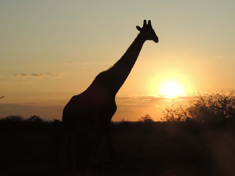 Kruger National Park: Full-Day Game Drive with Pickup - Searching the bush with Jerry, Advocate, and other guides