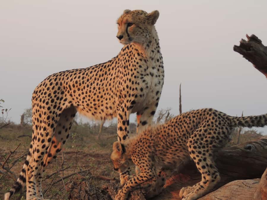 Kruger National Park: Full-Day Game Drive with Pickup - What you might see beyond the Big Five