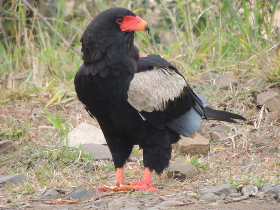 Kruger National Park: Full-Day Game Drive with Pickup - Breakfast and lunch at the rest camps
