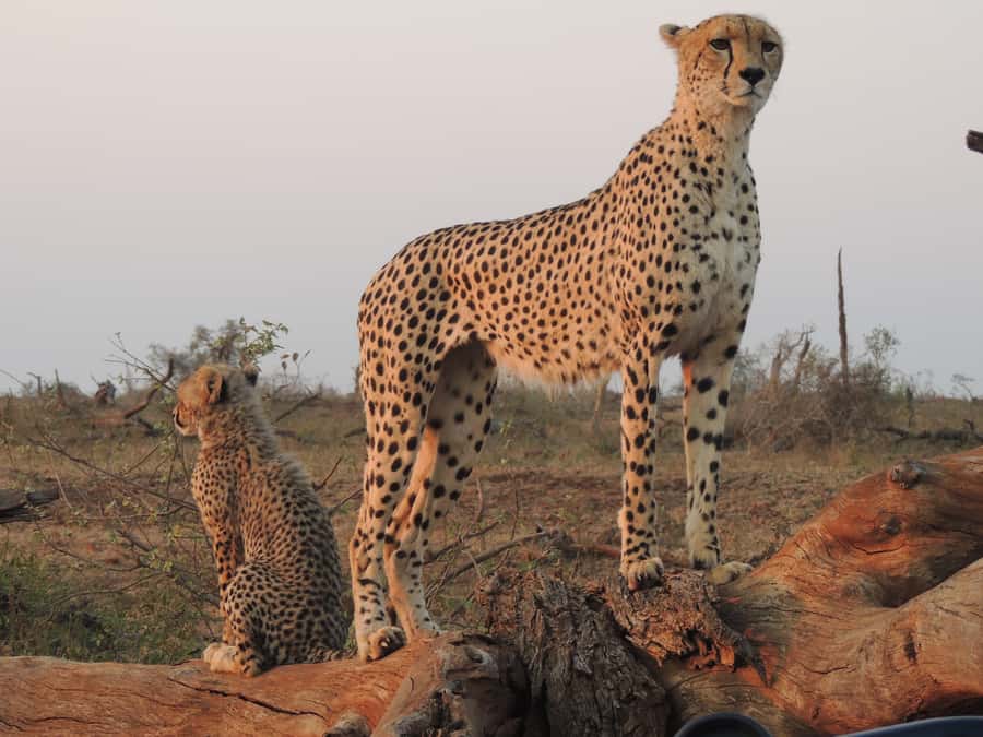 Kruger National Park: Full-Day Game Drive with Pickup - The value of the $109 price