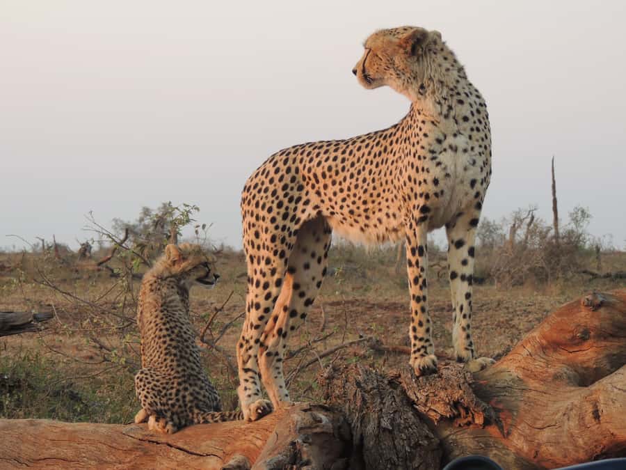 Kruger National Park: Full-Day Game Drive with Pickup - Comfort, weather, and what to pack
