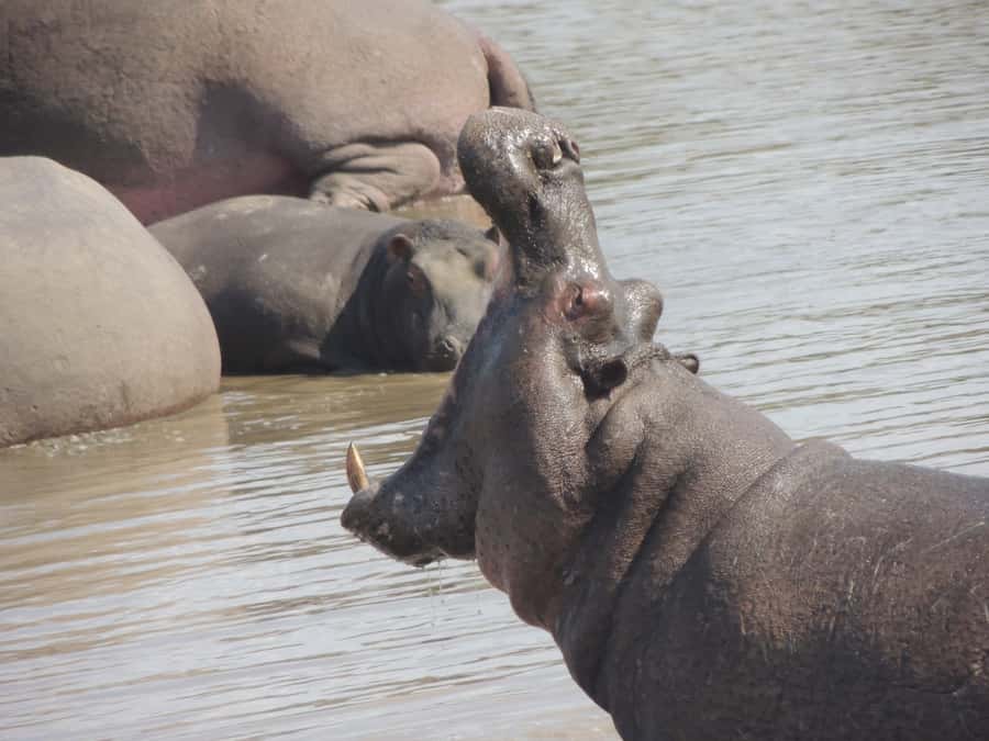 Kruger National Park: Full-Day Game Drive with Pickup - How reliable are the animal sightings?
