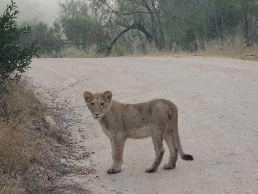 Kruger National Park: Full-Day Game Drive with Pickup - The early pickup and first hours