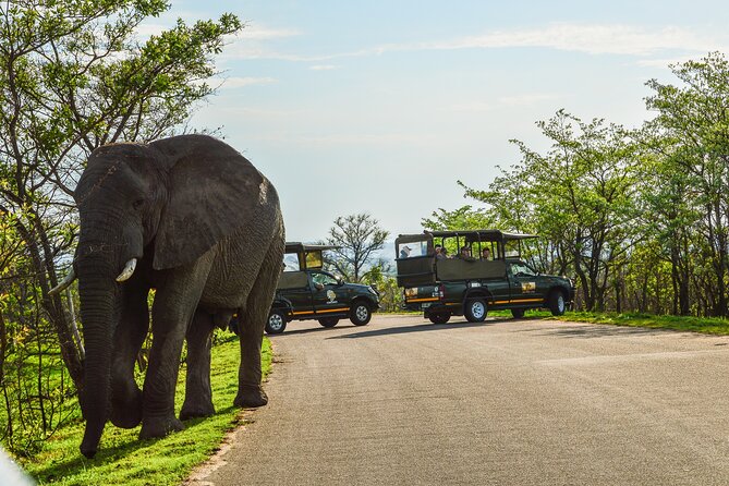 Kruger National Park Full Day Private safari - The 5:30 am start from Hazyview