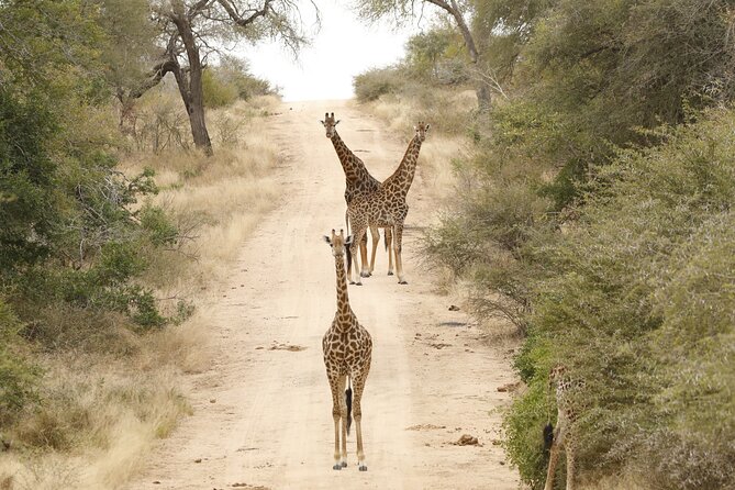 Kruger National Park Full Day Private safari - Rest camps, breakfast, and lunch