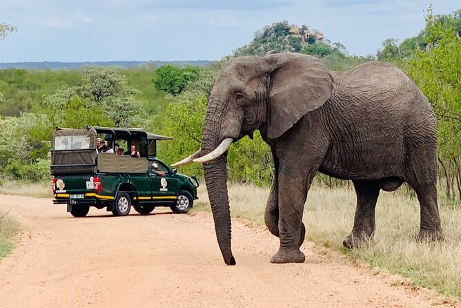 Kruger National Park Full Day Private safari - Why the private format suits families