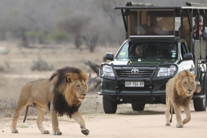 Kruger National Park Full Day Private safari - A strong match for photographers and bird watchers