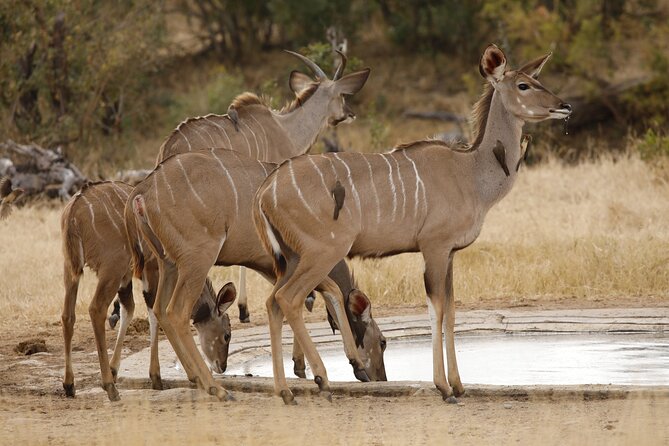 Kruger National Park Full Day Private safari - What the guide adds to the day