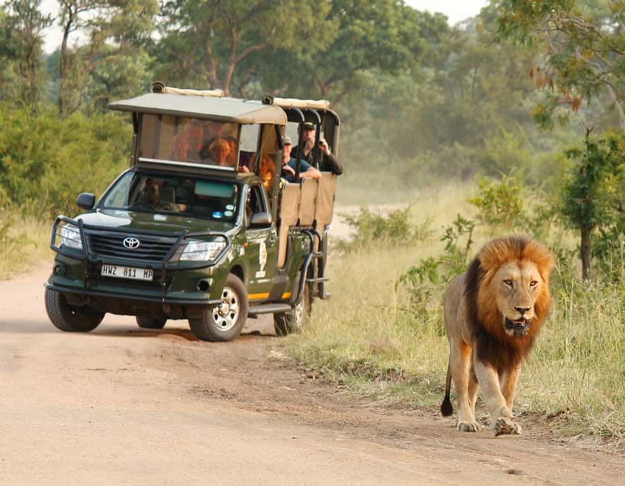 Kruger National Park: Full-Day Private Safari With Pickup - An early start in Kruger National Park
