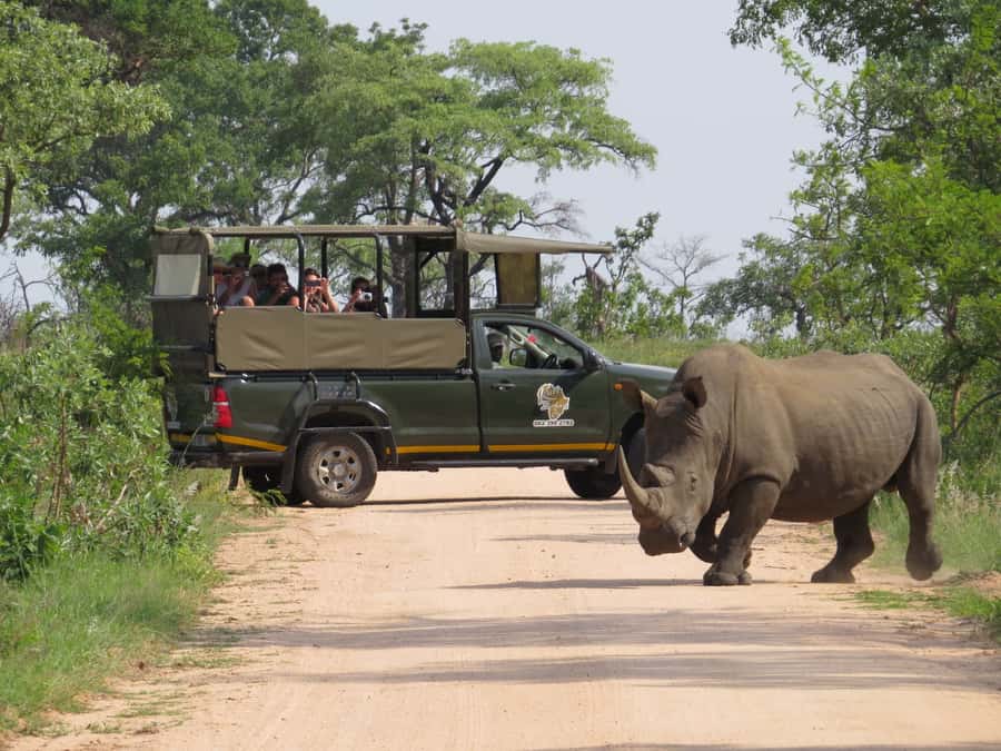 Kruger National Park: Full-Day Private Safari With Pickup - Searching for the Big Five