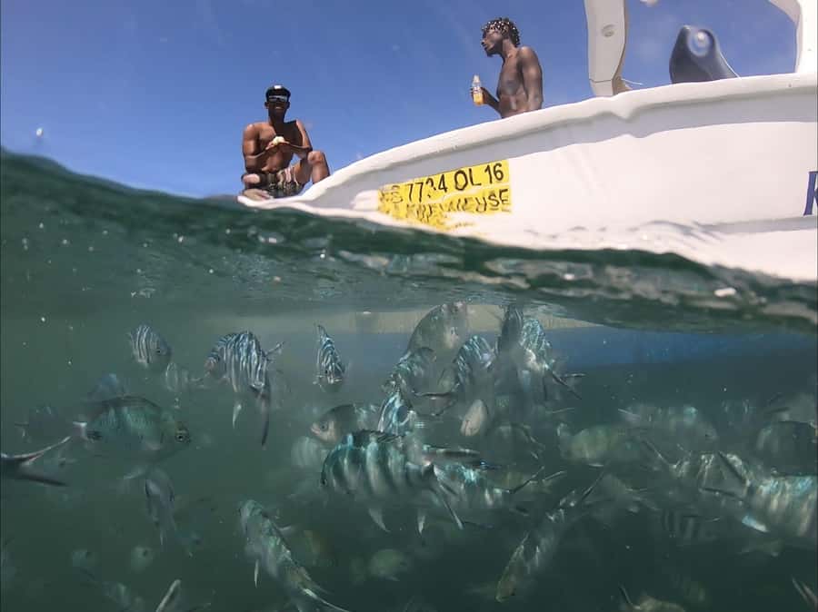 La Preneuse: Dolphin Watching and Snorkeling Speedboat Tour - Key points at a glance
