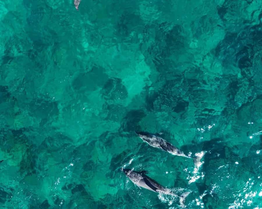 La Preneuse: Dolphin Watching and Snorkeling Speedboat Tour - Meeting La Tour Martello at La Preneuse Beach
