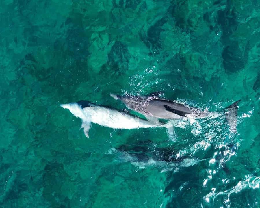 La Preneuse: Dolphin Watching and Snorkeling Speedboat Tour - Finding dolphins at the secret stop