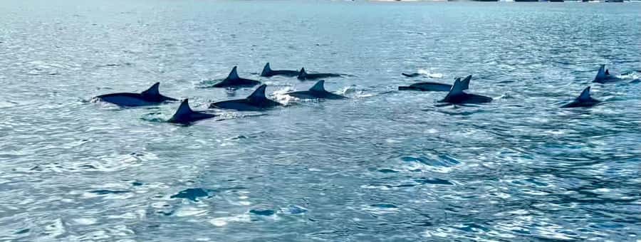 La Preneuse: Dolphin Watching and Snorkeling Speedboat Tour - Booking flexibility and guide languages