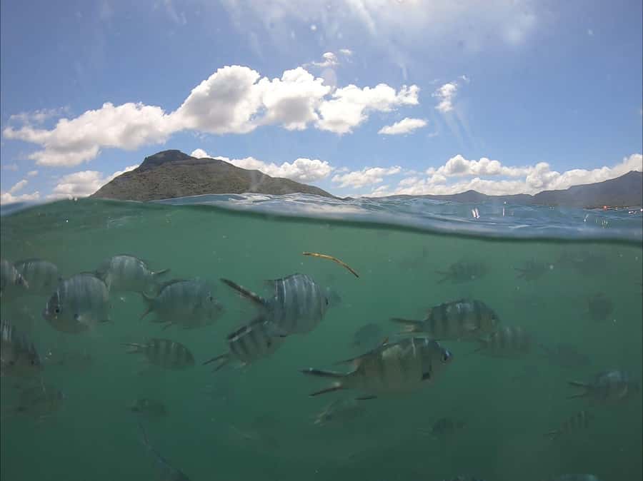 La Preneuse: Dolphin Watching and Snorkeling Speedboat Tour - Twenty minutes across the water