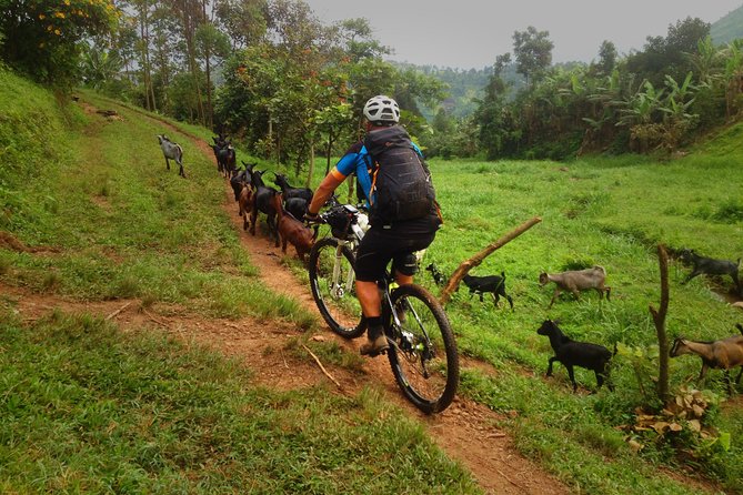 Lake Victoria Island Cycling Tour from Kampala - Why the private format matters